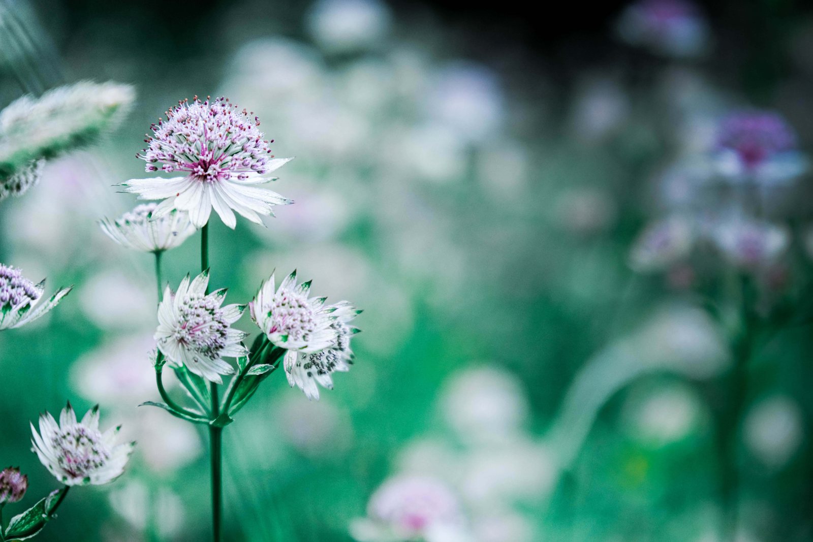 Fleurs 2