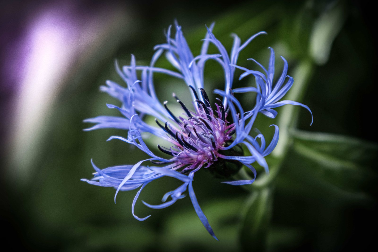 Fleurs 4