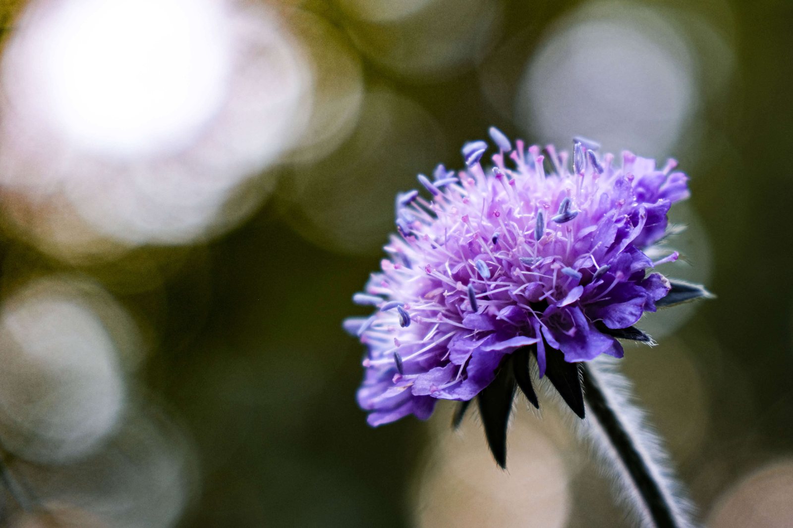 Fleurs 3