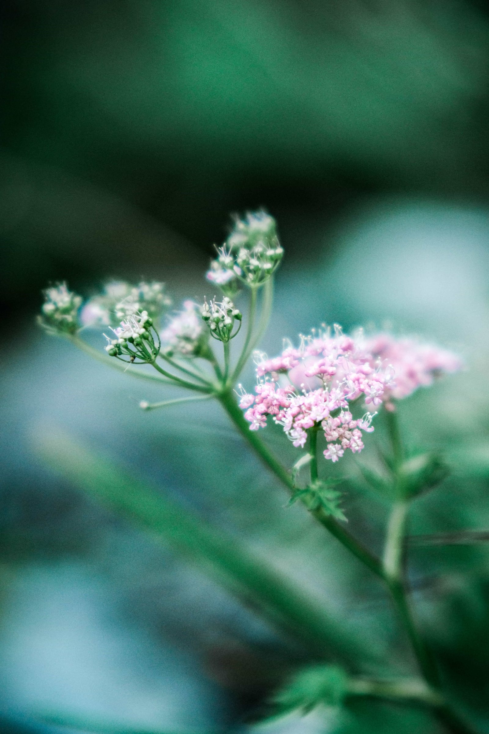 Fleurs 5