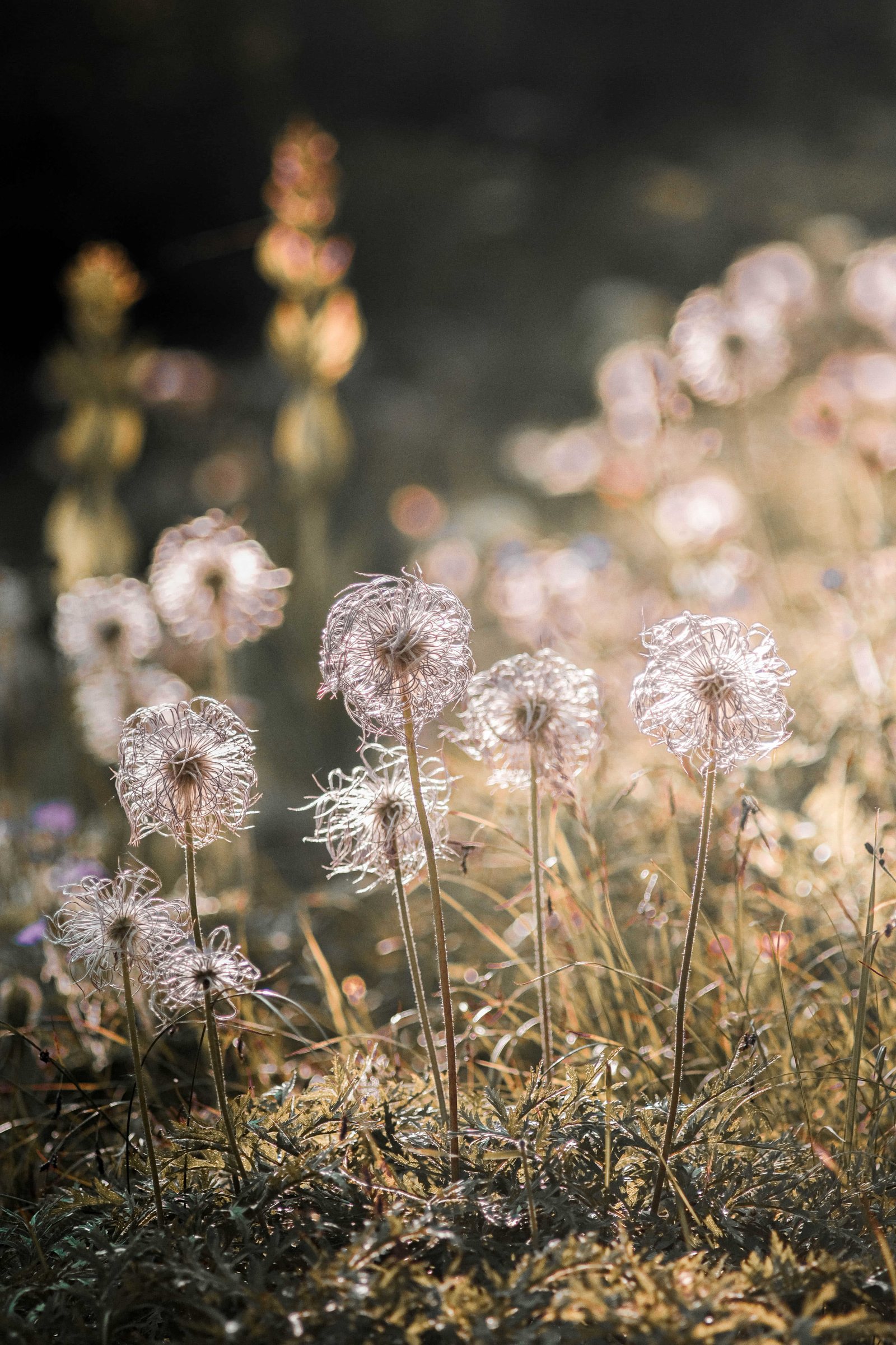 Fleurs 1