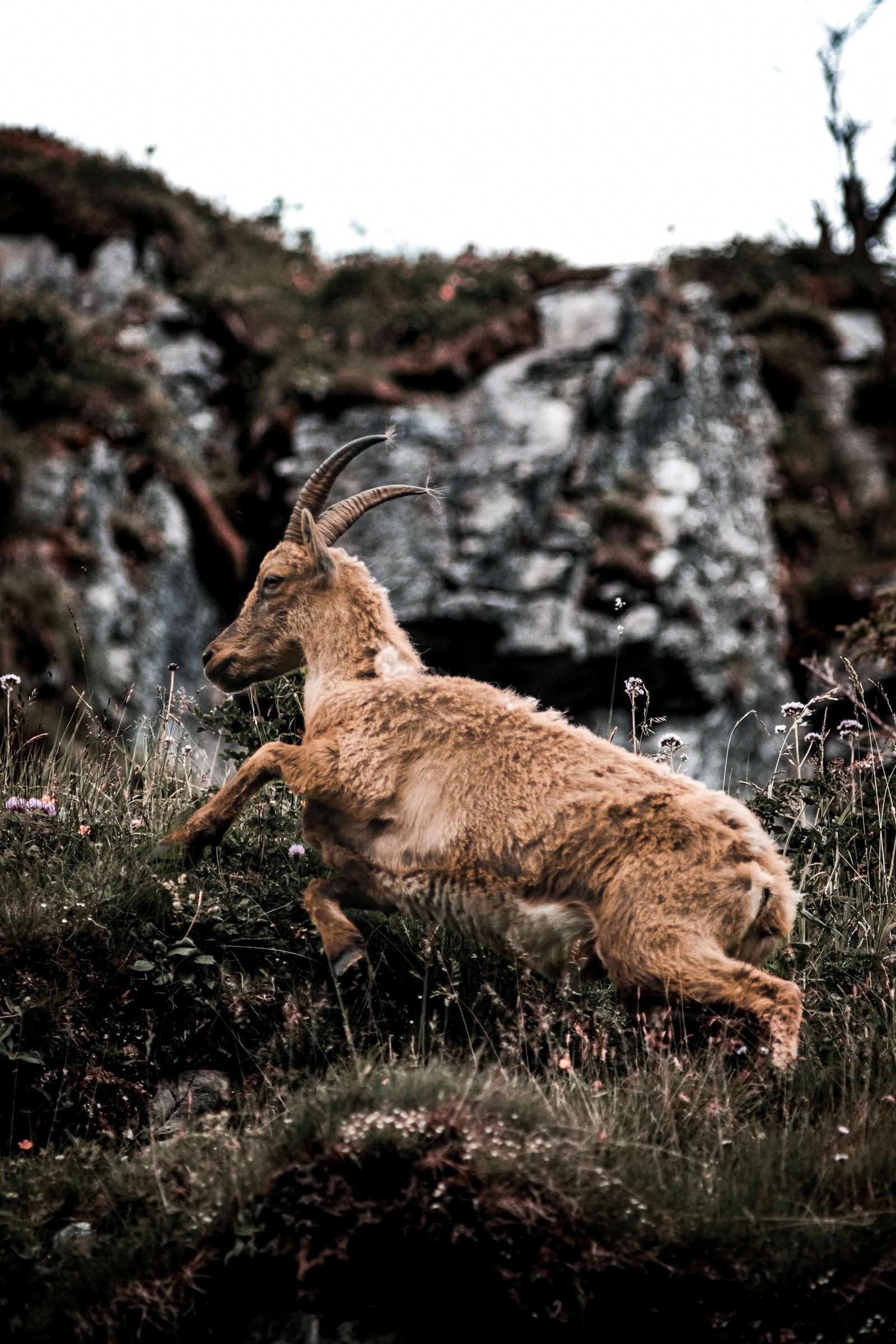 Animalier 25