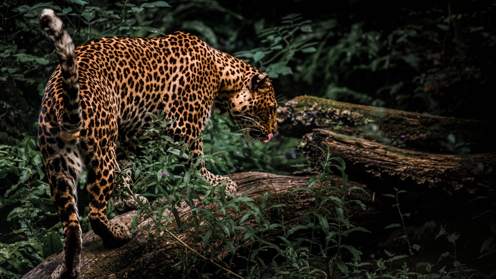 Animalier 14