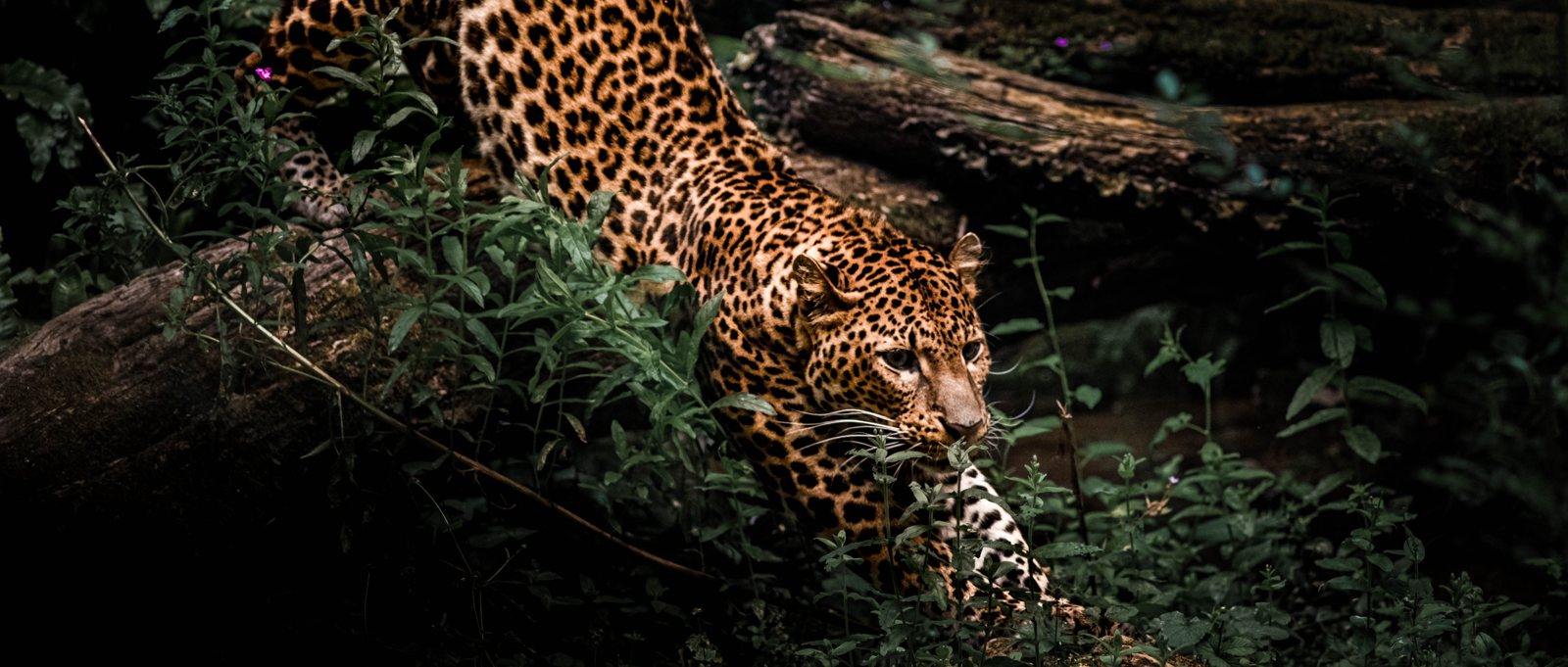 Animalier 15