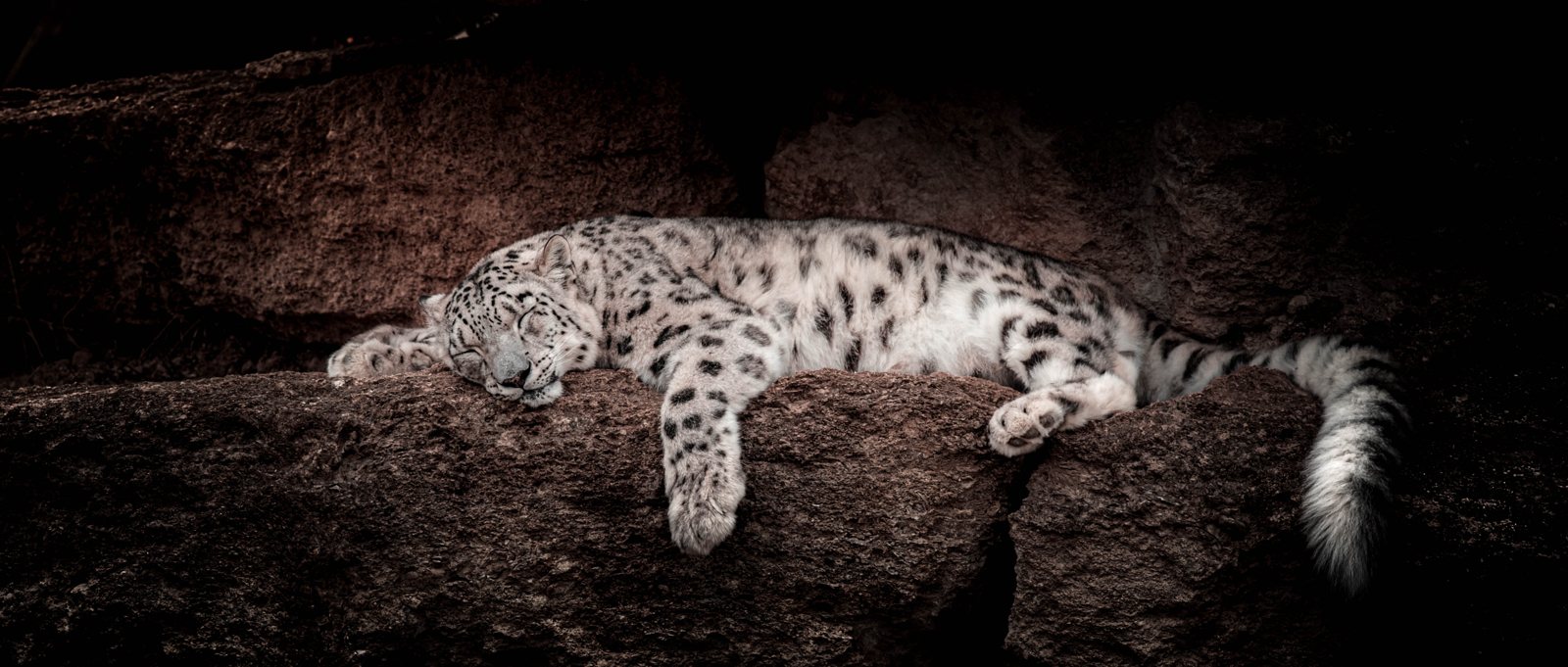 Animalier 16