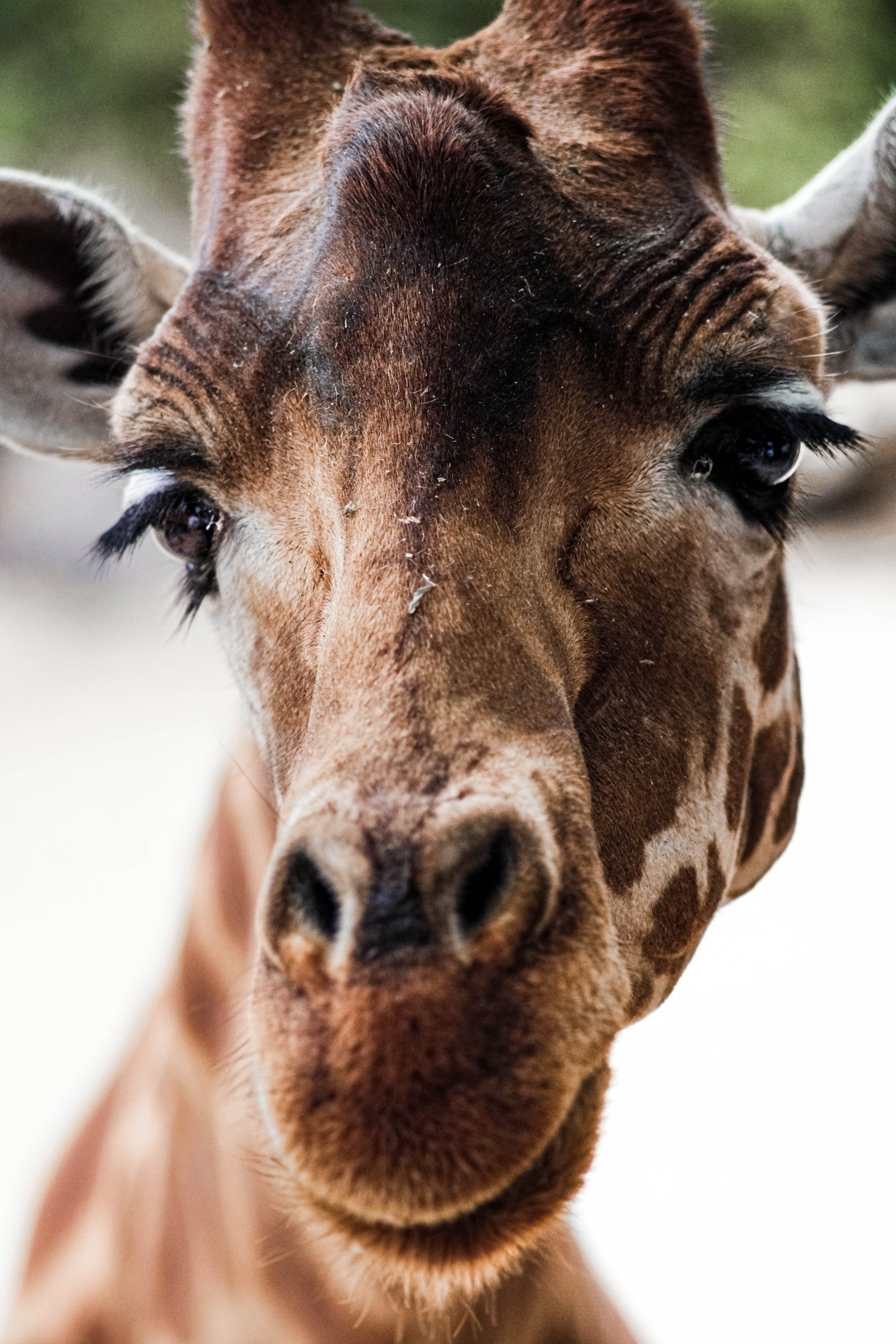 Animalier 21